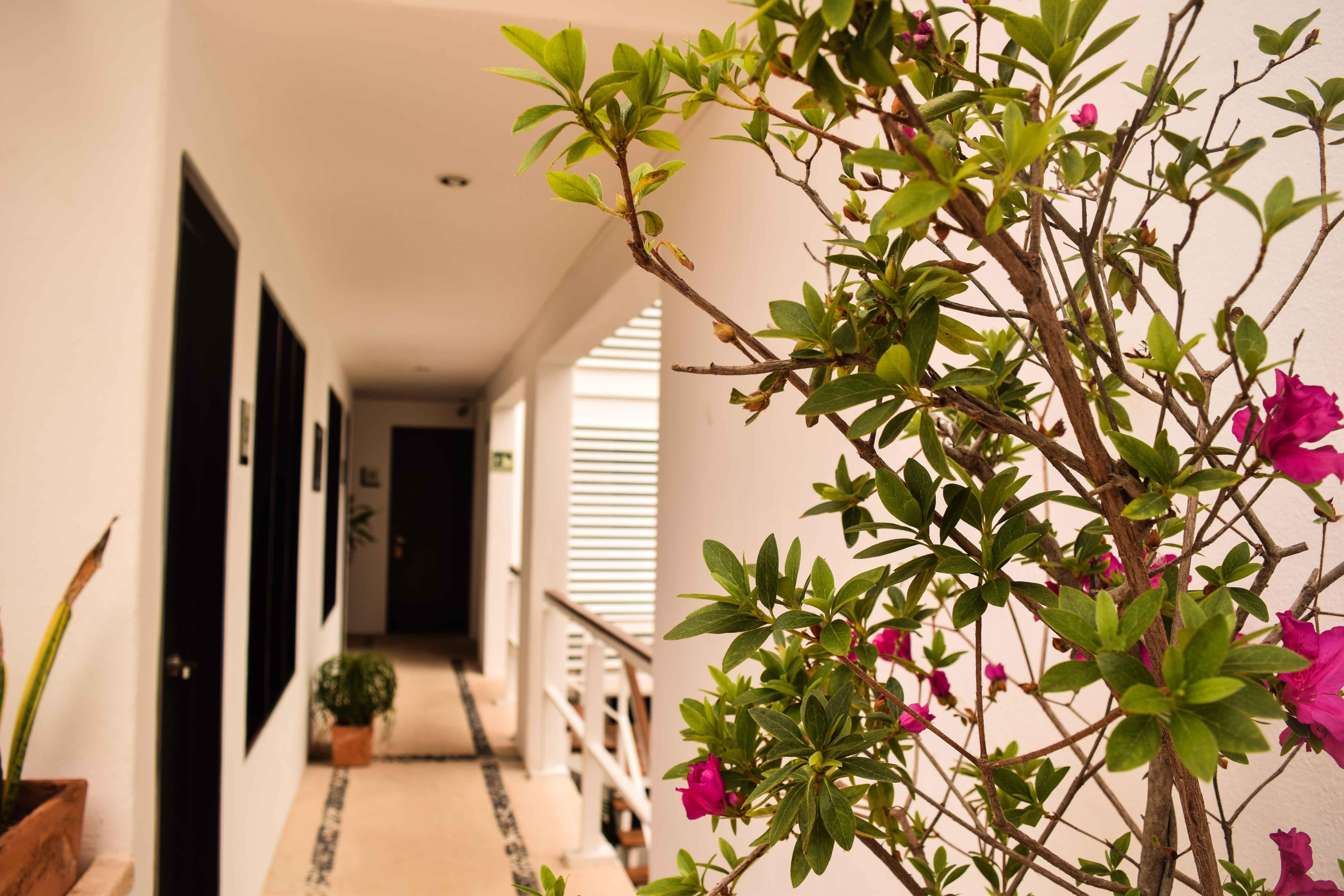Hotel Casa Ticul Boutique - 5th Ave By Bfh 5*